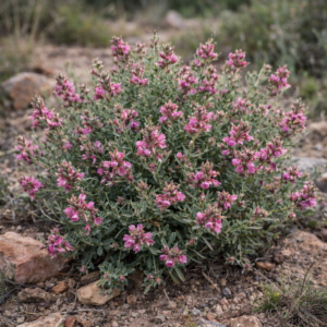 Indigofera angustata (Indigofera zeyheri trifoliolata) - 5 Seed Pack