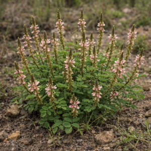 Indigofera astragalina - Large-leaved Indigo - 5 Seed Pack