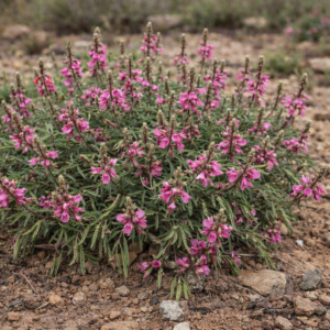 Indigofera auricoma - 5 Seed Pack