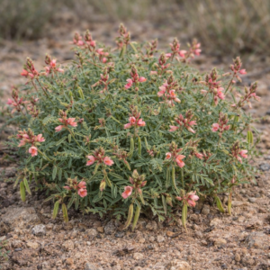 Indigofera colutea var. colutea (Galega colutea) - Rusty Indigo - 5 Seed Pack