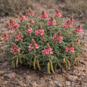 Indigofera comosa (Indigofera malacostachys seminuda) - Crown Indigo - 5 Seed Pack