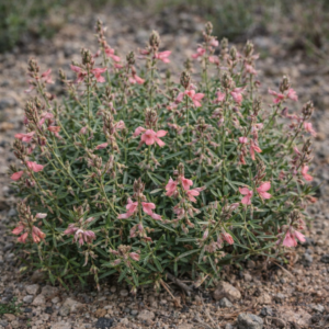 Indigofera confusa (Indigofera pretoriana) - Verfbossie - 5 Seed Pack