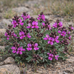 Indigofera hedyantha (Indigofera secunda) - Regret Indigo; Aambeibossie - 5 Seed Pack