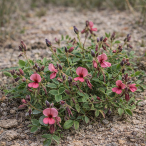 Indigofera heterophylla (Indigofera adscendens) - Diverse Indigo - 5 Seed Pack