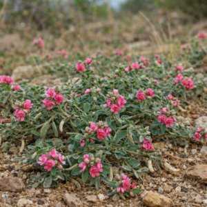 Indigofera holubii - Creeping Indigo - 5 Seed Pack