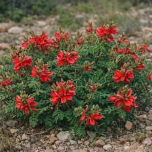 Indigofera pongolana - 5 Seed Pack