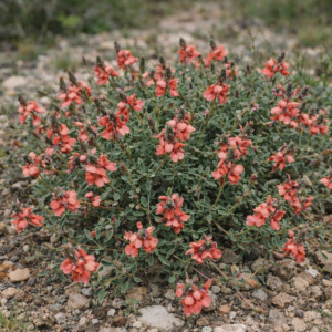 Indigofera porrecta - Strand Indigo - 5 Seed Pack