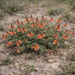 Indigofera praticola - 5 Seed Pack