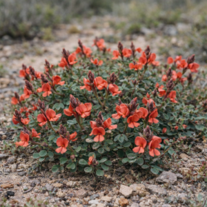 Indigofera procumbens - Trailing Indigo - 5 Seed Pack