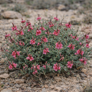 Indigofera pungens - Spiky Indigo; Drieblaarbos - 5 Seed Pack