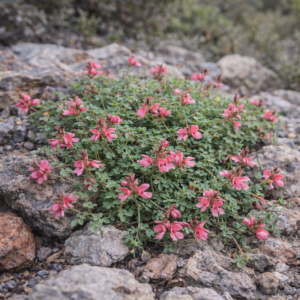 Indigofera reducta (Indigofera atrinota) - 5 Seed Pack
