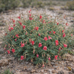 Indigofera ripae - 5 Seed Pack