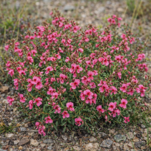 Indigofera rubroglandulosa - Redgland Indigo - 5 Seed Pack
