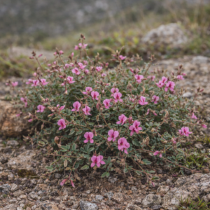 Indigofera sarmentosa (Lotus filiformis) - Fewflower Indigo - 5 Seed Pack
