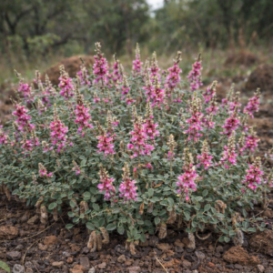Indigofera schimperi var. schimperi (Indigofera tettensis) - 5 Seed Pack