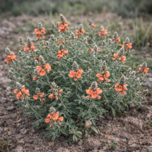 Indigofera sessilifolia - Karoo Indigo; Boontjiekaroo - 5 Seed Pack