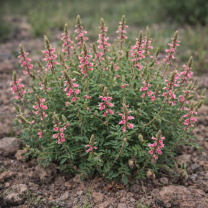 Indigofera setiflora (Indigofera accepta) - 5 Seed Pack