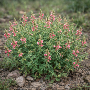 Indigofera setosa (Indigofera seticulosa luxurians) - 5 Seed Pack