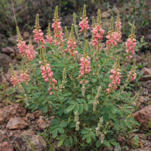 Indigofera subcorymbosa var. subcorymbosa - Angular-Pod Indigo; Riffelpeulverfbos - 5 Seed Pack