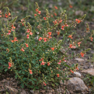 Indigofera subulata (Indigofera carinata) - 5 Seed Pack