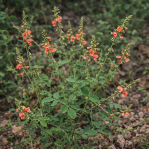 Indigofera subulata var. scabra - 5 Seed Pack