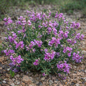 Indigofera sulcata - Bearded Indigo, Groovy Indigo - 5 Seed Pack