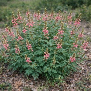 Indigofera tinctoria var. tinctoria – True Indigo - 5 Seed Pack