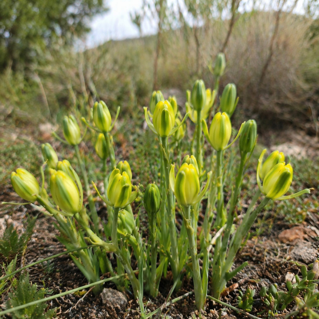 Albuca annulata - 5 Seed Pack