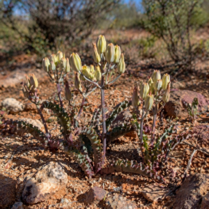 Albuca crispa - 5 Seed Pack