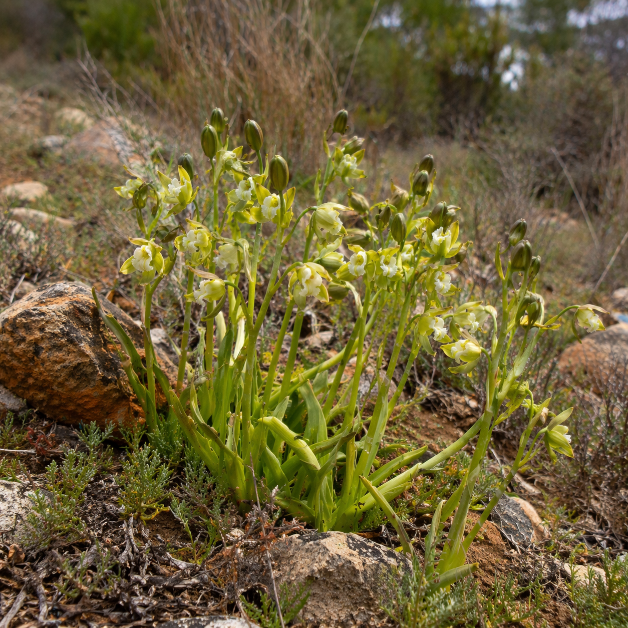 Albuca echinosperma (Ornithogalum echinospermum) - 5 Seed Pack