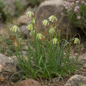 Albuca massonii (Ornithogalum saxatilis) - 5 Seed Pack