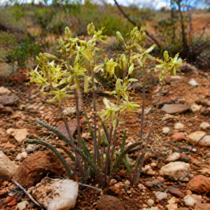 Albuca scabrocostata (Ornithogalum scabrocostatum) - 5 Seed Pack