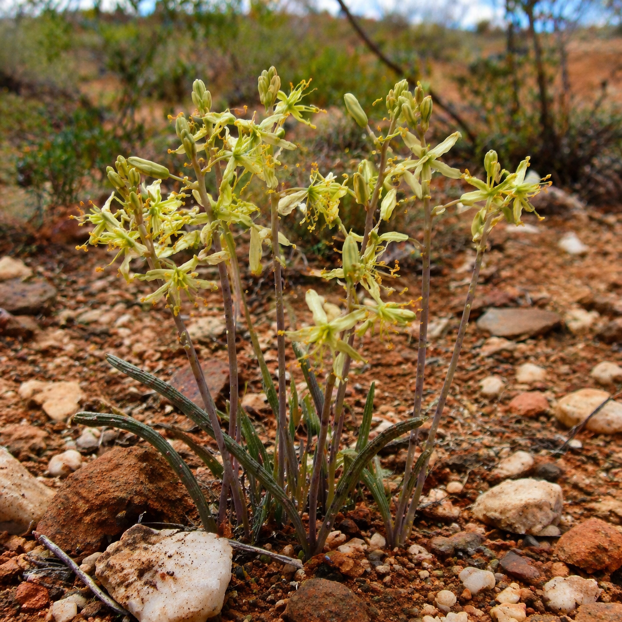 Albuca scabrocostata (Ornithogalum scabrocostatum) - 5 Seed Pack