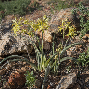 Albuca thermarum (Ornithogalum thermarum) - 5 Seed Pack