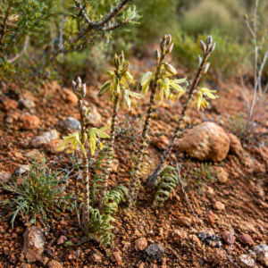 Albuca zebrina (Ornithogalum zebrinum) - 5 Seed Pack