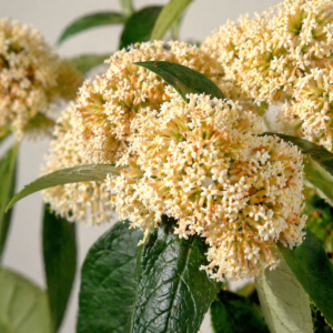 Buddleja auriculata - Weeping Sagewood; Treursalie - 10 Seed Pack
