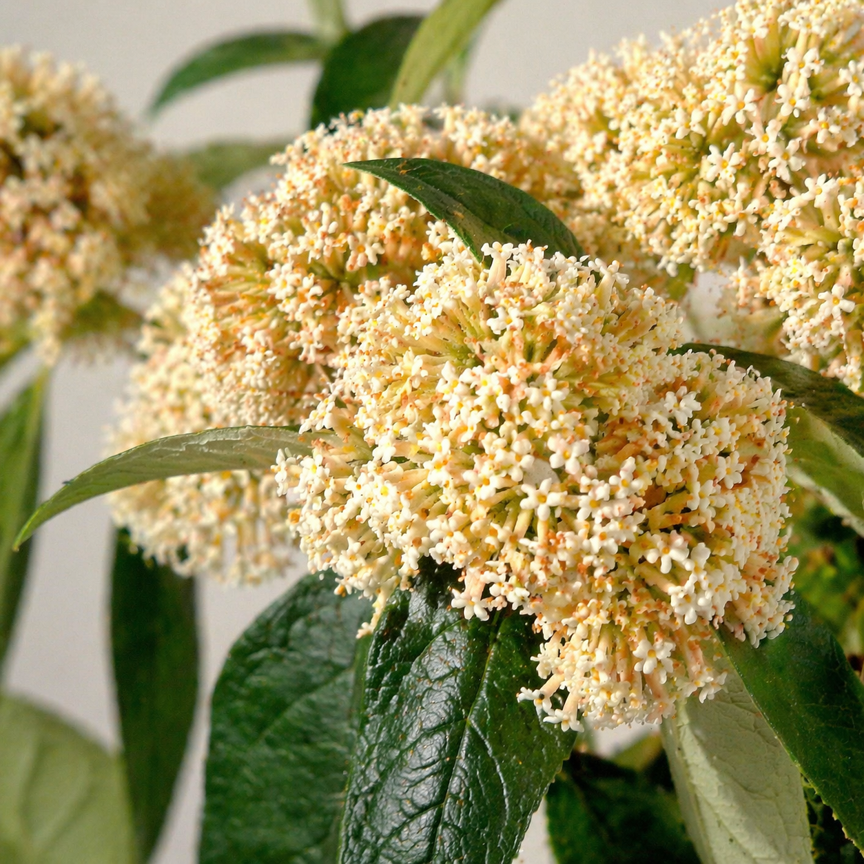 Buddleja auriculata - Weeping Sagewood; Treursalie - 10 Seed Pack