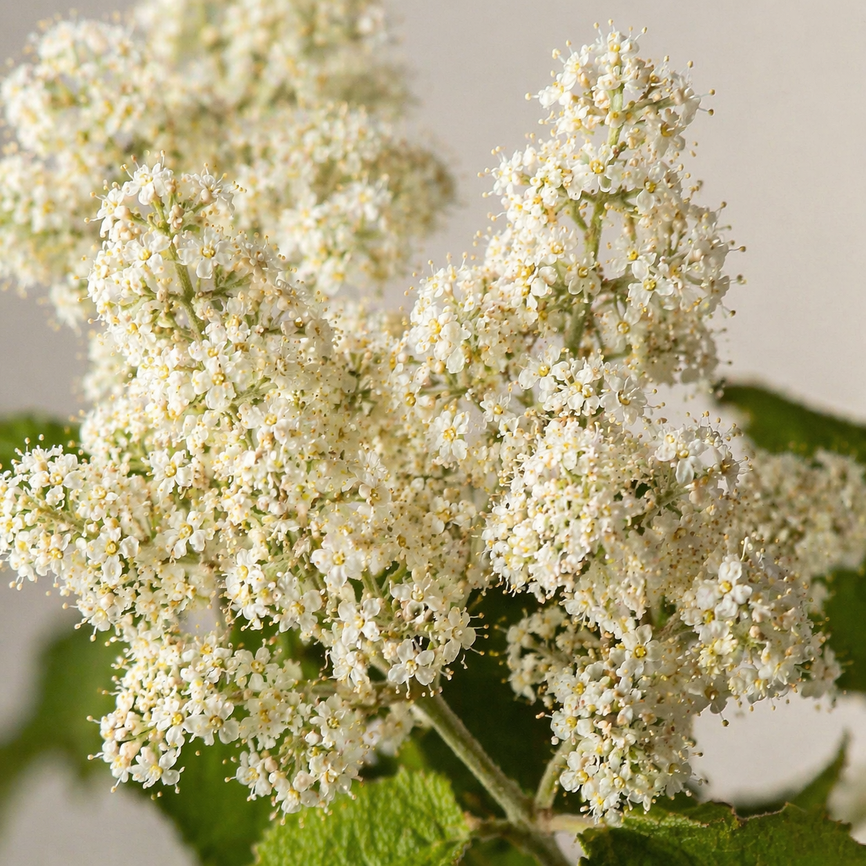 Buddleja dysophylla - White Climbing-Sage; Witranksalie - 10 Seed Pack