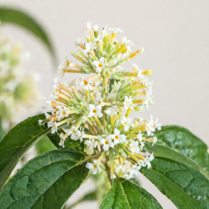 Buddleja pulchella - Red Climbing Sagewood; Rooiranksalie - 10 Seed Pack
