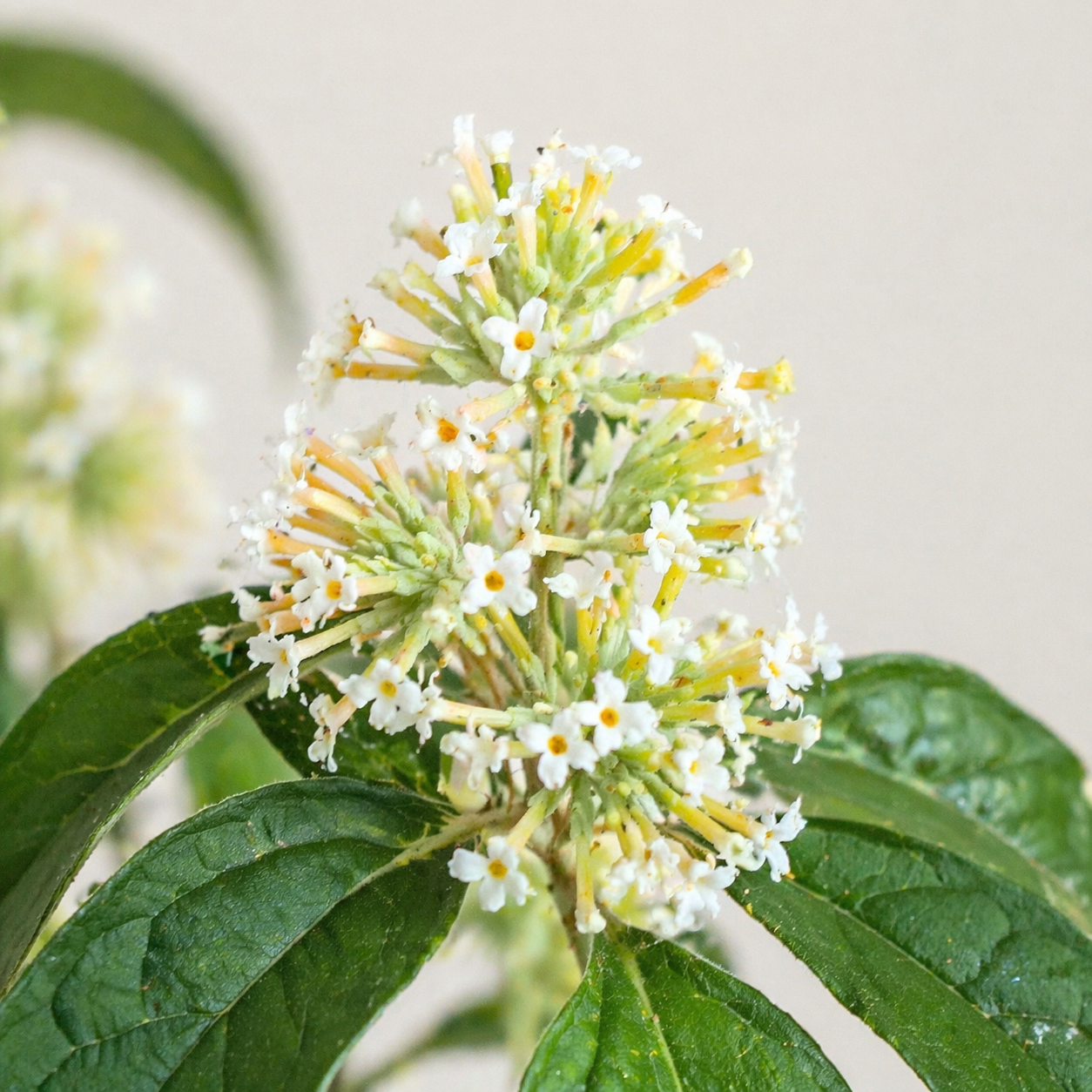Buddleja pulchella - Red Climbing Sagewood; Rooiranksalie - 10 Seed Pack