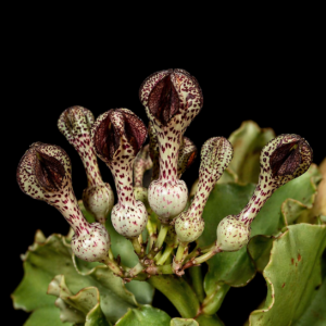 Ceropegia crassifolia - 3 Seed Pack