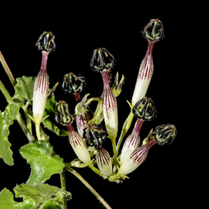 Ceropegia meyeri - 3 Seed Pack