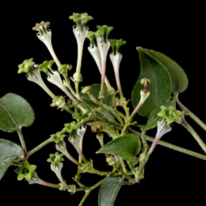 Ceropegia rendallii - 3 Seed Pack