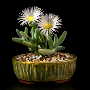 Cheiridopsis acuminata (Cheiridopsis carinata) - 5 Seed Pack