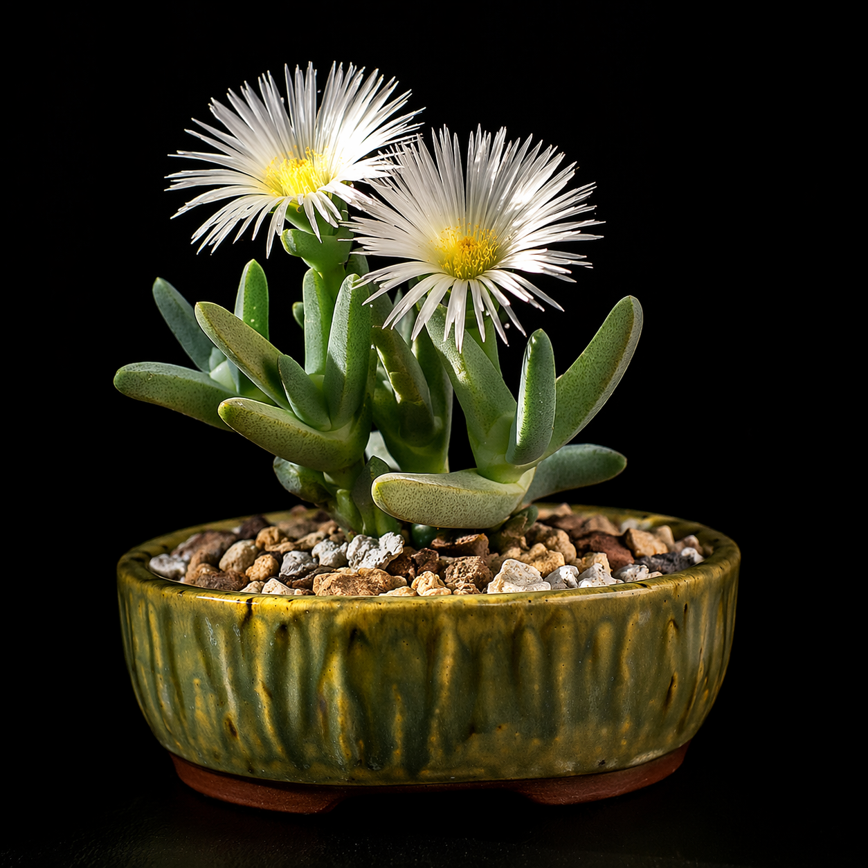 Cheiridopsis acuminata (Cheiridopsis carinata) - 5 Seed Pack