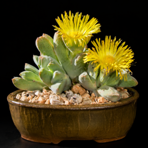 Cheiridopsis alba-oculata - 5 Seed Pack