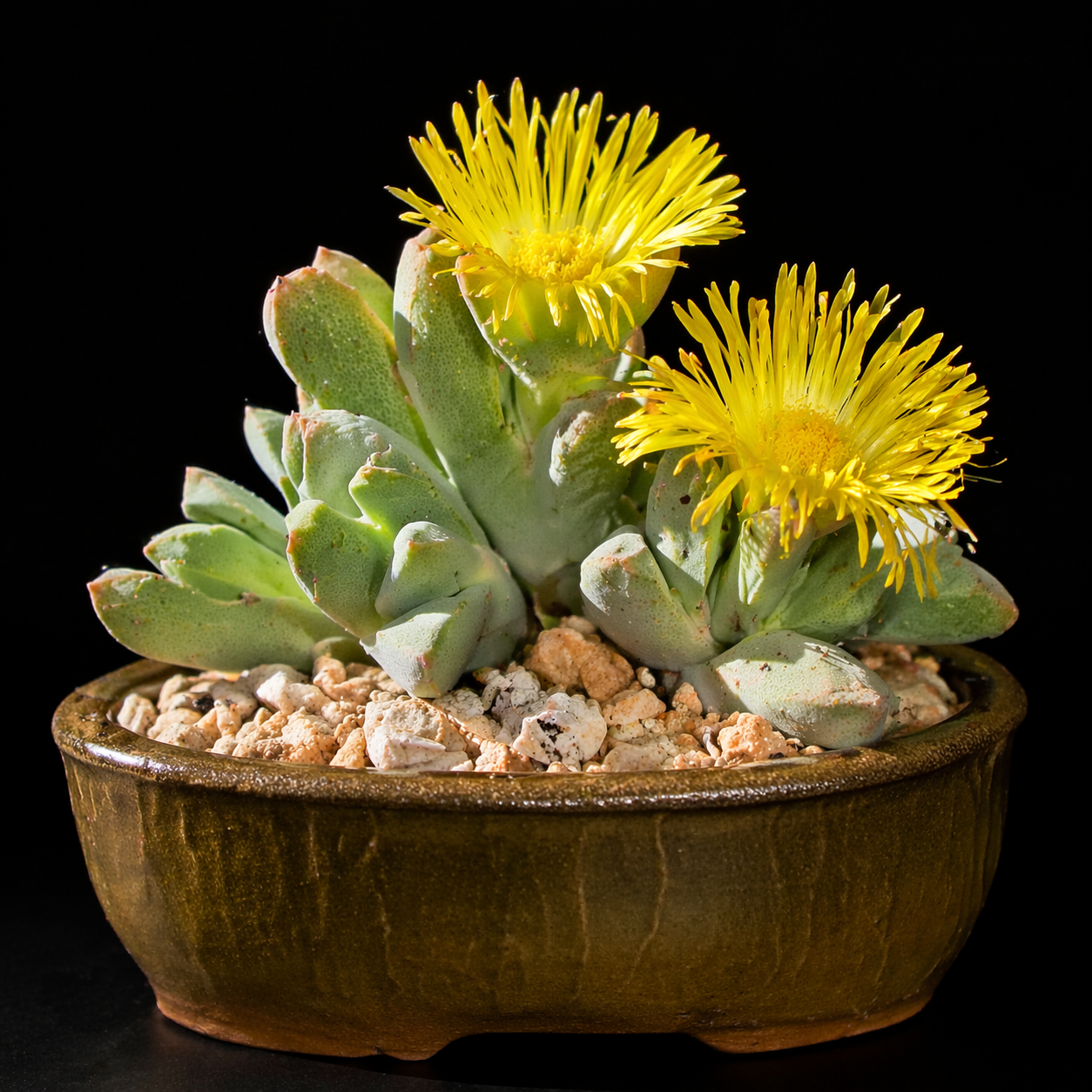 Cheiridopsis alba-oculata - 5 Seed Pack