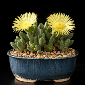 Cheiridopsis amabilis - 5 Seed Pack