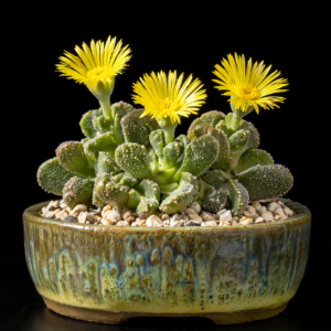 Cheiridopsis aspera - 10 Seed Pack