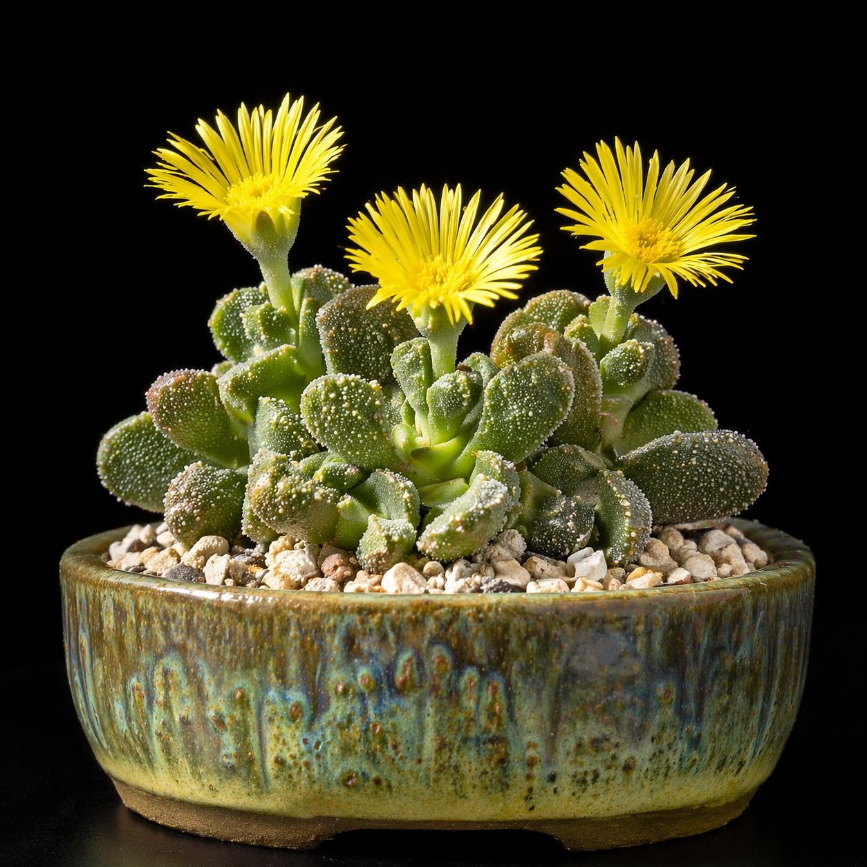 Cheiridopsis aspera - 10 Seed Pack